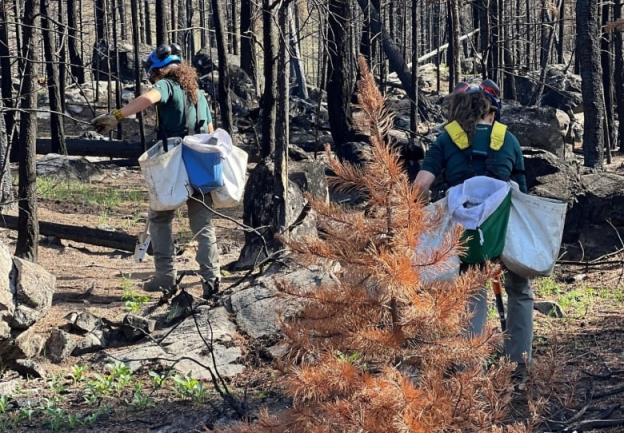 Parks Canada officials replant trees in burned areas in Jasper Natio<em></em>nal Park.