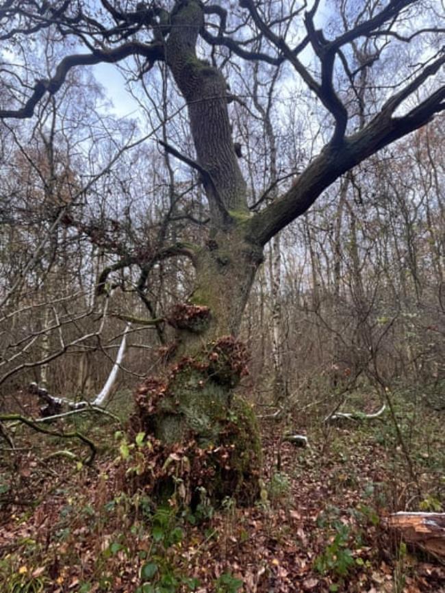 Castle Howard nature restoration project, North Yorkshire.